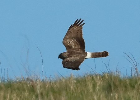 Hen Harrier 2020 03 16 Badens Clump