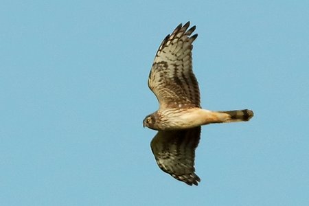 Hen Harrier 2020 03 16 Badens Clump2