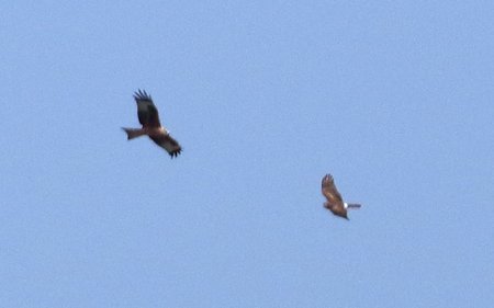 Hen Harrier 2020 09 21 Salisbury Plain