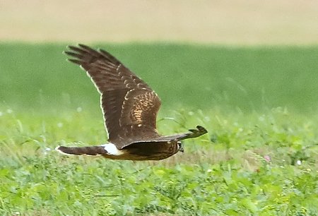 Hen Harrier 2020 09 24 Enford