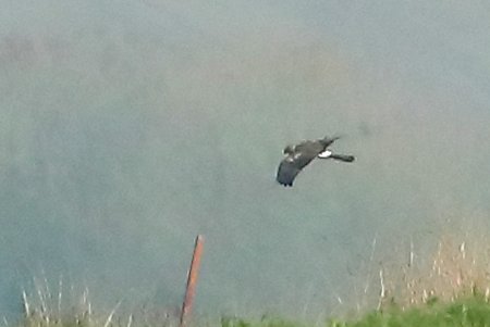 Hen Harrier 2020 12 08 Enford2