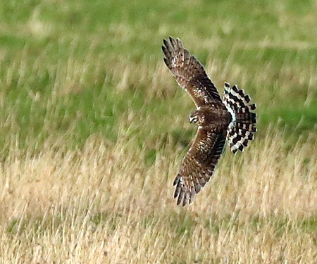 Hen Harrier 2026 02 26 Badens Clump0