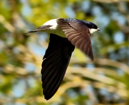 House Martin 2020 05 06 Gore Cross