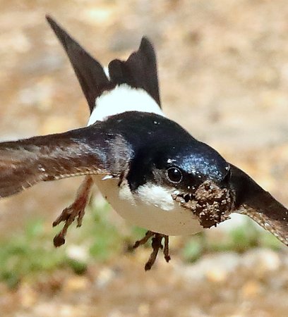 House Martin 2020 06 13 Gore Cross0