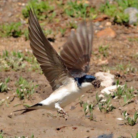 House Martin 2020 06 13 Gore Cross24