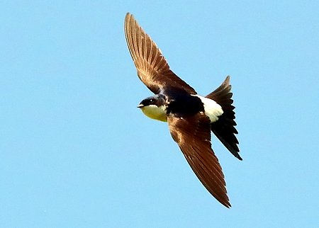 House Martin 2020 06 26 Gore Cross26