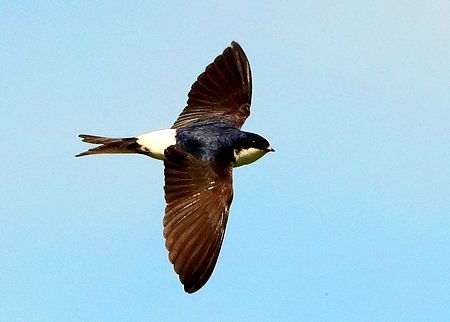 House Martin 2020 07 11 Gore Cross1