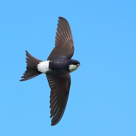 House Martin 2020 07 20 Gore Cross1