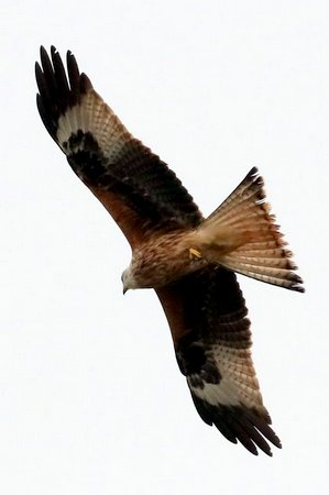 IMG 0605