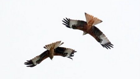 IMG 0816