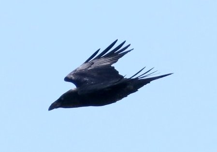 IMG 0926