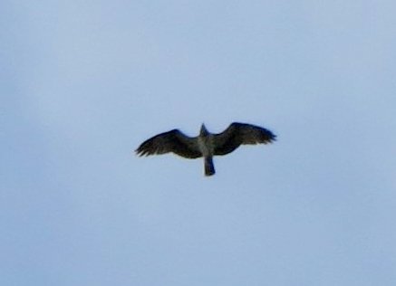 IMG 3256 2