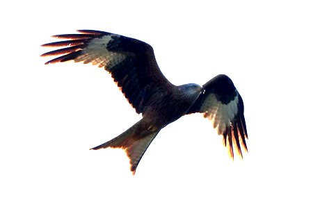 IMG 7661