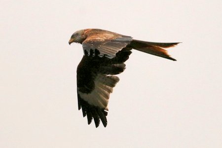IMG 9869