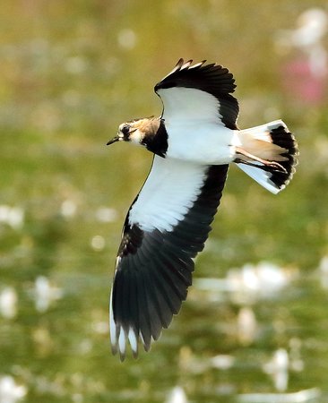 Lapwing 2020 08 12 Langford Lakes