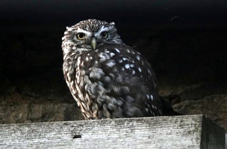Little Owl 4