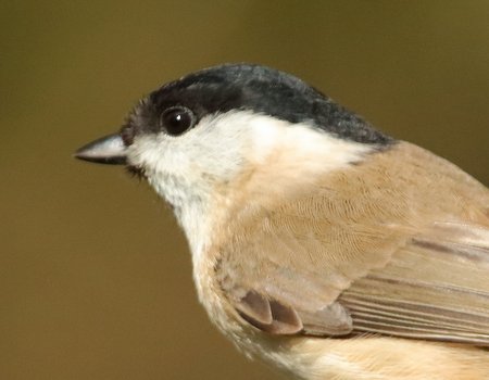 Marsh Tit 2020 03 11 Langford Lakes