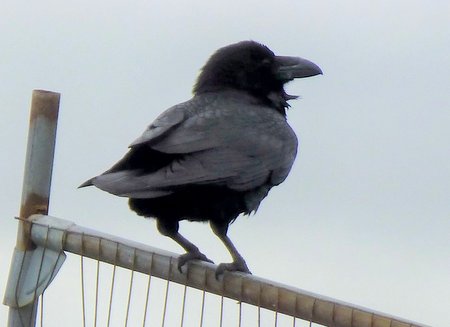 P1120290 2