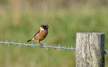 P1230609 Stonechat21sep220 web