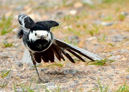 Pied Wagtail 2020 06 15 Badens Clump