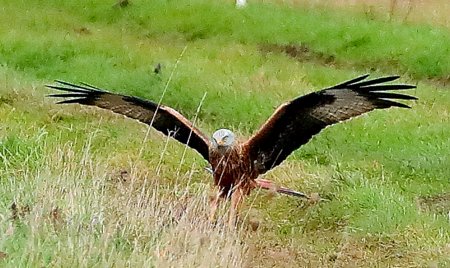 Red Kite 2020 01 005