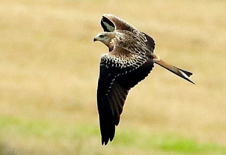 Red Kite 2020 09 29 SPTA Centre