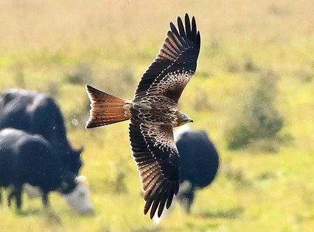 Red Kite 2020 09 29 SPTA Centre5