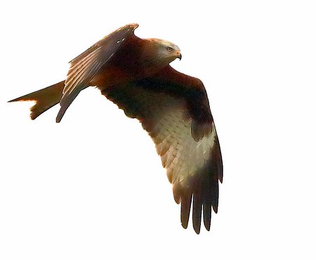Red Kite 2021 01 02 Badens Clump0