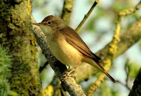 Reed Warbler CL