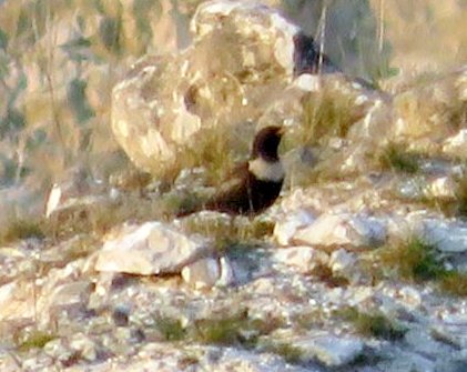 Ring ouzel