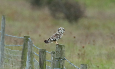 Short eared Owl 08 10 2021