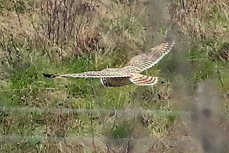 Short eared Owl 2020 01 005