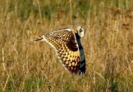 Short eared Owl 2020 01 19 Upavon