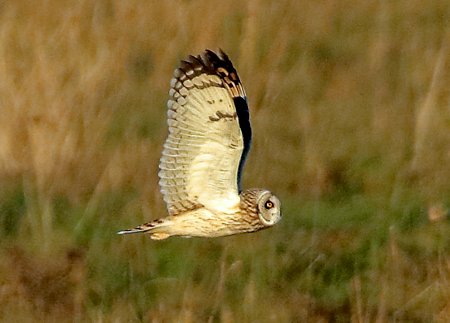 Short eared Owl 2020 01 19 Upavon1