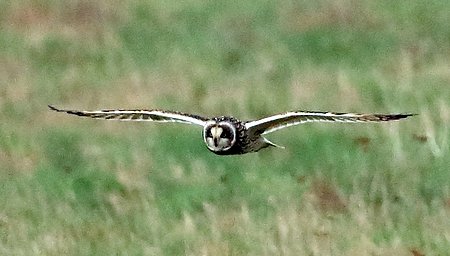 Short eared Owl 2020 02 23 Badens Clump2