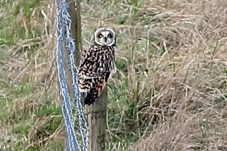 Short eared Owl 2020 02 23 Badens Clump3