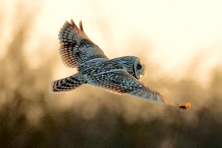 Short eared Owl 2020 03 03 Badens Clump1