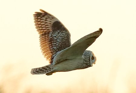 Short eared Owl 2020 03 03 Badens Clump2