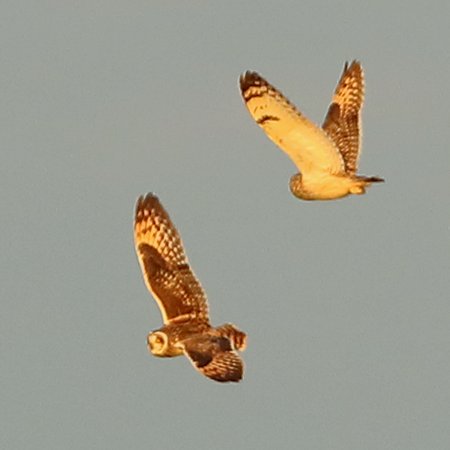 Short eared Owl 2020 03 06 Badens Clump10