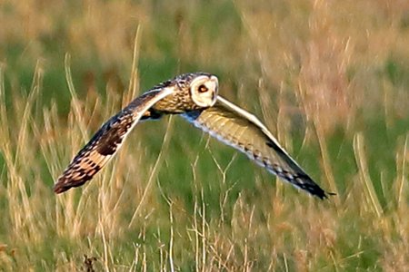 Short eared Owl 2020 03 06 Badens Clump9