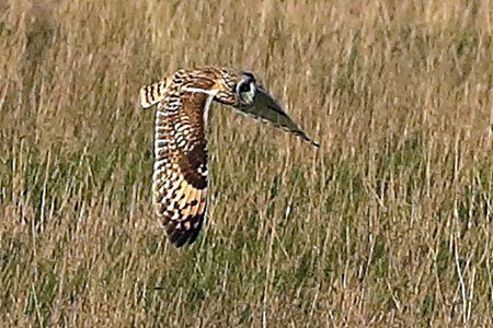 Short eared Owl 2020 03 16 Badens Clump