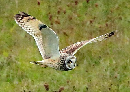 Short eared Owl 2020 10 01 Badens Clump4