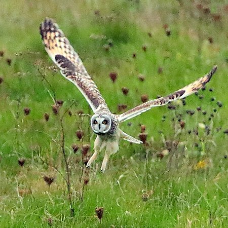 Short eared Owl 2020 10 01 Badens Clump5