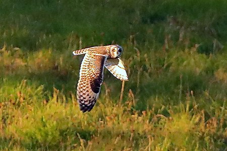 Short eared Owl 2020 10 16 Badens Clump