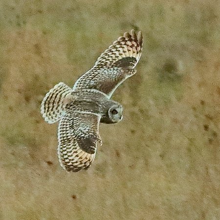 Short eared Owl 2020 10 22 SPTA East1