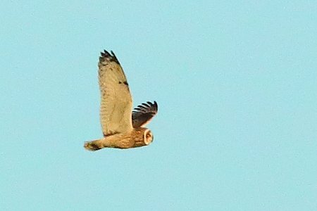 Short eared Owl 2020 12 17 Badens Clump1