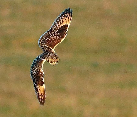 Short eared Owl 2020 12 31 Badens Clump