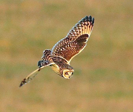 Short eared Owl 2020 12 31 Badens Clump1