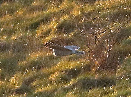 Shport eared Owl 2019 12 30 Badens Clump1