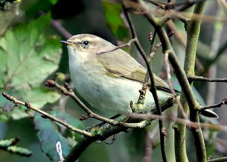 Siberian Chiffchaff 2020 02 02 Westbury Sewage Works